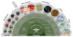 Urban Aedes aegypti suitability indicators: a study in Rio de Janeiro, Brazil